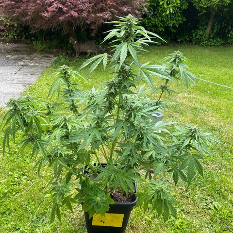 Amnesia XXL growlog photo: Beschnitten