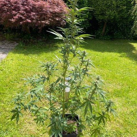 Blueberry Zkittlez growlog photo: Beschnitten