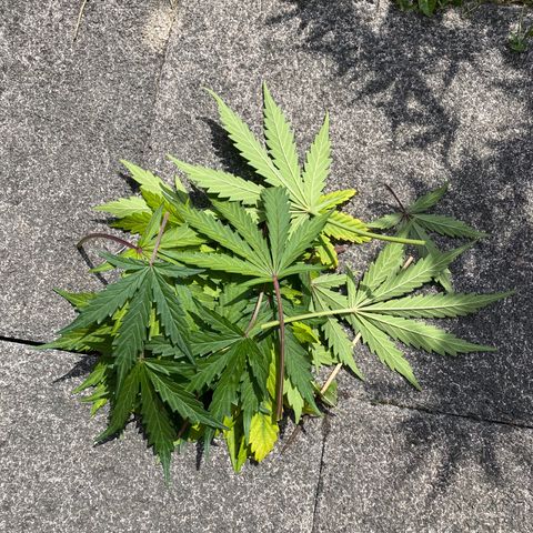 Blueberry Zkittlez growlog timeline photo