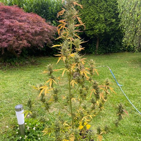 Blueberry Zkittlez growlog photo: Erntetag