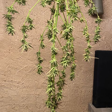 Blueberry Zkittlez growlog timeline photo
