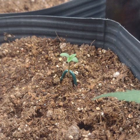 Auto BlackBerry Kush growlog timeline photo
