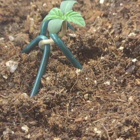 Auto BlackBerry Kush growlog timeline photo