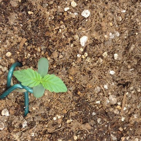 Auto BlackBerry Kush growlog photo: 3 dia de vida quarta LST 