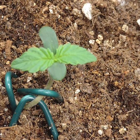 Auto BlackBerry Kush growlog photo: 3 dia de vida quarta LST 