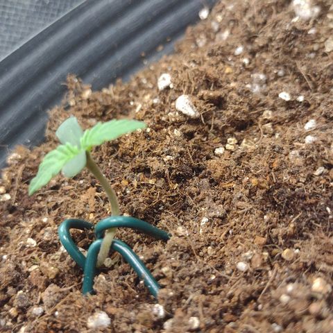 Auto BlackBerry Kush growlog photo: 3 dia de vida quarta LST 