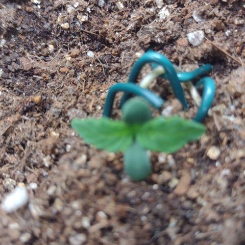 Auto BlackBerry Kush growlog photo: 3 dia de vida quarta LST 