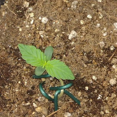 Auto BlackBerry Kush growlog timeline photo