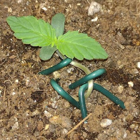 Auto BlackBerry Kush growlog timeline photo