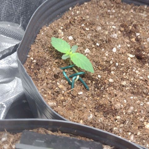 Auto BlackBerry Kush growlog timeline photo