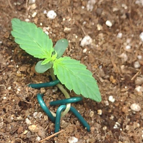 Auto BlackBerry Kush growlog timeline photo