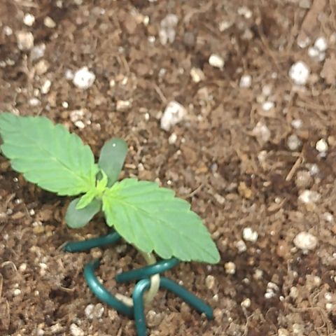 Auto BlackBerry Kush growlog timeline photo