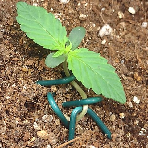 Auto BlackBerry Kush growlog timeline photo
