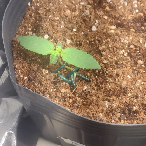 Auto BlackBerry Kush growlog timeline photo