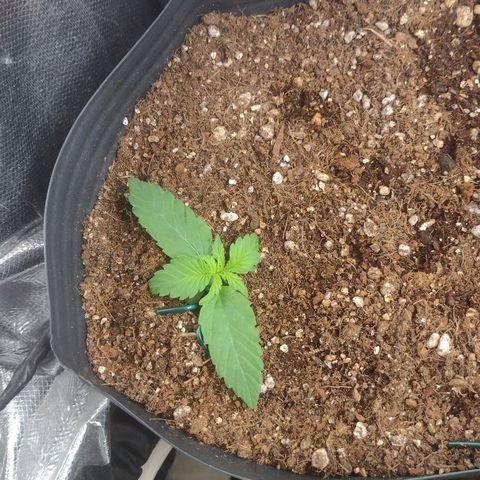 Auto BlackBerry Kush growlog timeline photo