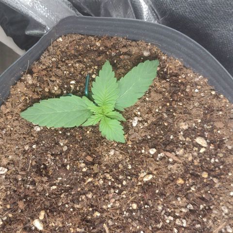 Auto BlackBerry Kush growlog timeline photo