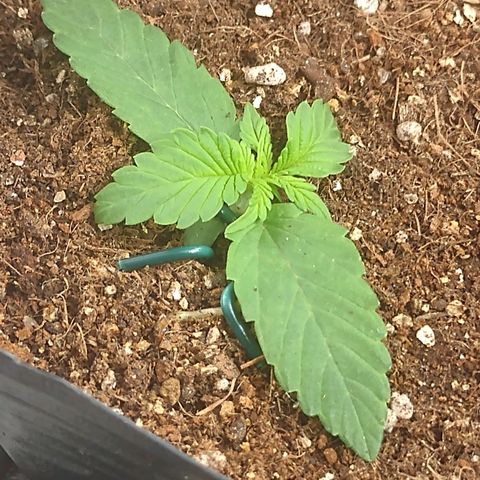 Auto BlackBerry Kush growlog timeline photo