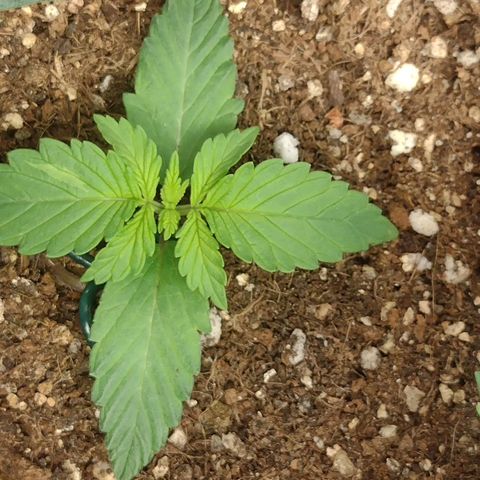 Auto BlackBerry Kush growlog timeline photo