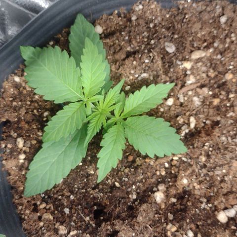 Auto BlackBerry Kush growlog timeline photo