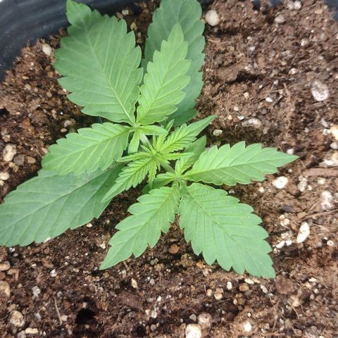 Auto BlackBerry Kush growlog timeline photo