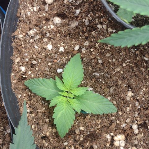 Auto BlackBerry Kush growlog timeline photo