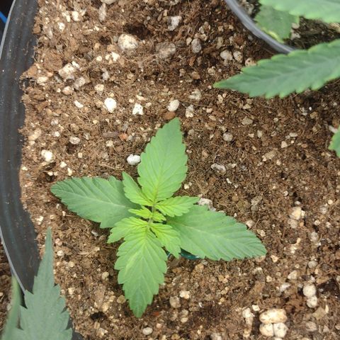 Auto BlackBerry Kush growlog timeline photo