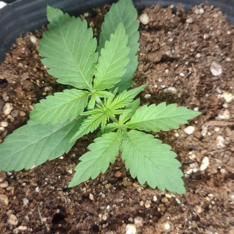 Auto BlackBerry Kush growlog timeline photo