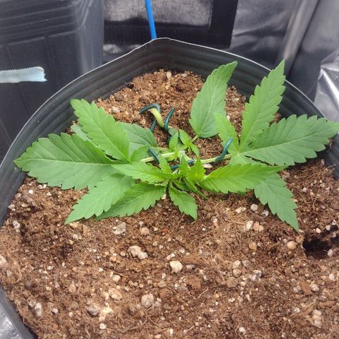 Auto BlackBerry Kush growlog timeline photo