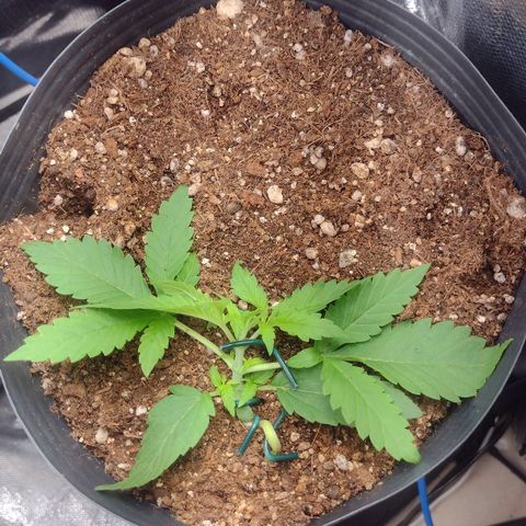 Auto BlackBerry Kush growlog timeline photo