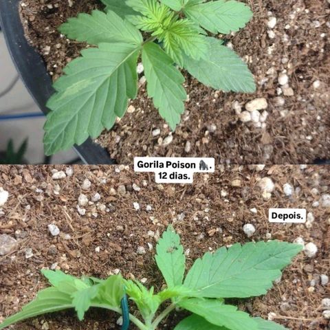 Auto BlackBerry Kush growlog timeline photo
