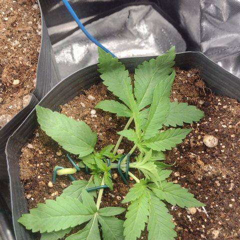Auto BlackBerry Kush growlog timeline photo