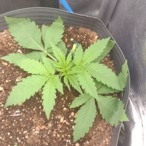 Auto BlackBerry Kush growlog timeline photo