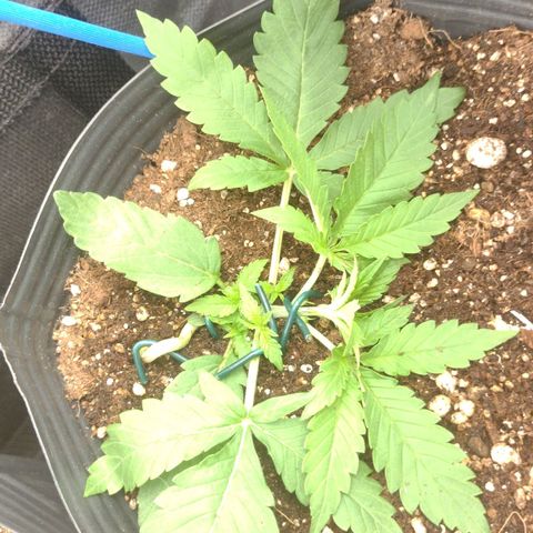 Auto BlackBerry Kush growlog timeline photo