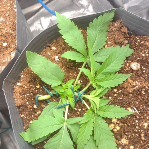 Auto BlackBerry Kush growlog timeline photo