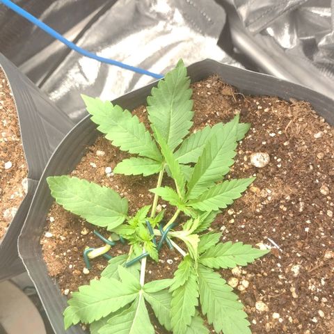 Auto BlackBerry Kush growlog timeline photo