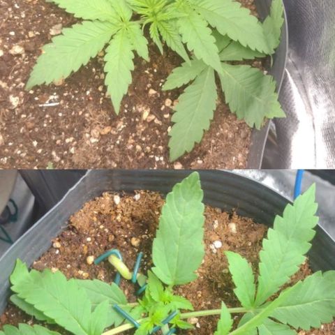 Auto BlackBerry Kush growlog timeline photo