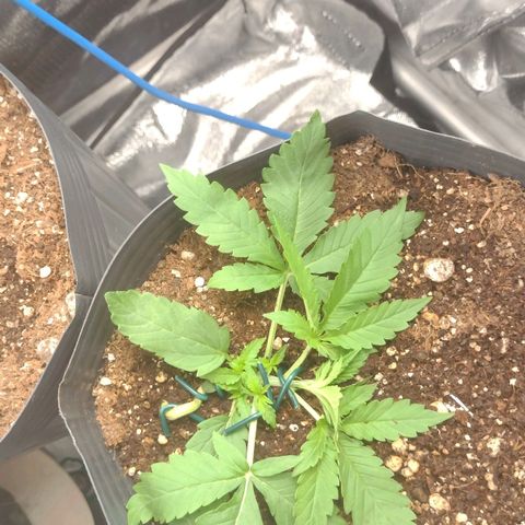 Auto BlackBerry Kush growlog timeline photo