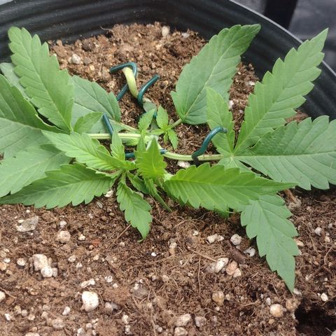 Auto BlackBerry Kush growlog timeline photo