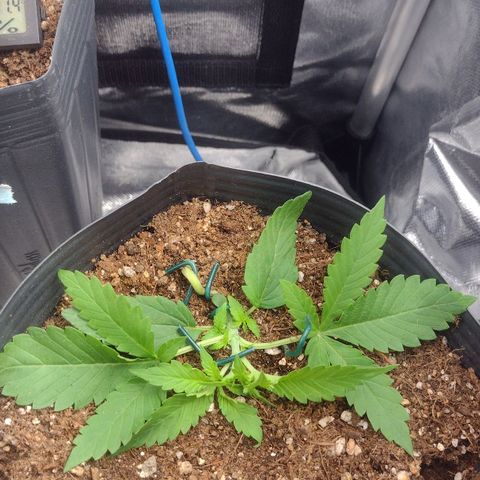 Auto BlackBerry Kush growlog timeline photo
