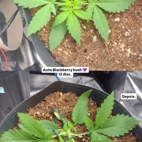 Auto BlackBerry Kush growlog timeline photo