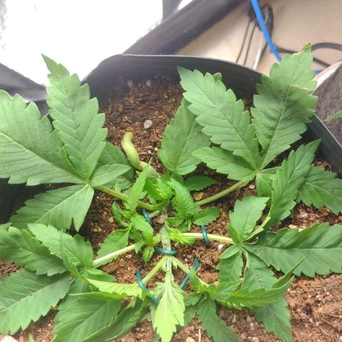Auto BlackBerry Kush growlog timeline photo