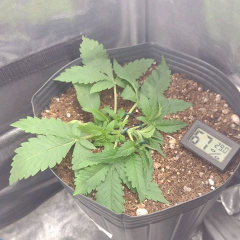 Auto BlackBerry Kush growlog timeline photo