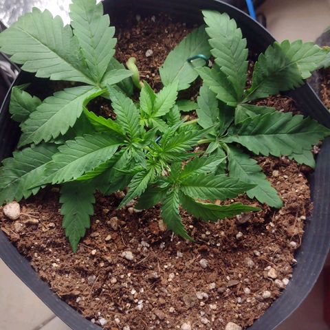 Auto BlackBerry Kush growlog timeline photo