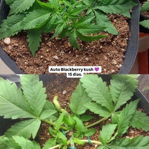 Auto BlackBerry Kush growlog timeline photo