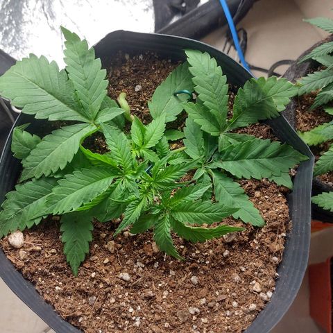 Auto BlackBerry Kush growlog timeline photo