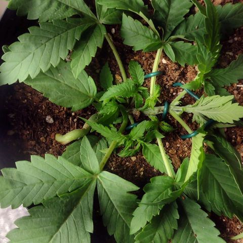 Auto BlackBerry Kush growlog timeline photo