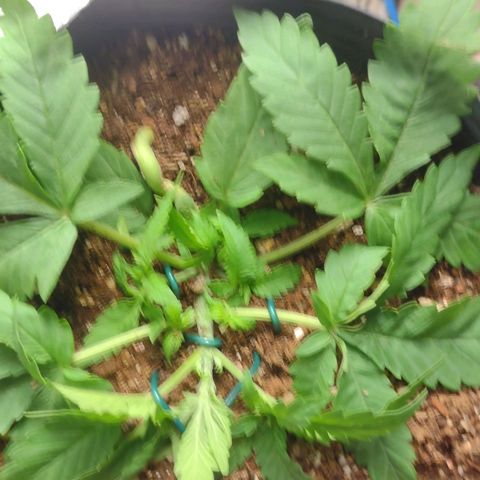 Auto BlackBerry Kush growlog timeline photo