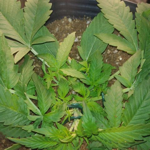 Auto BlackBerry Kush growlog timeline photo