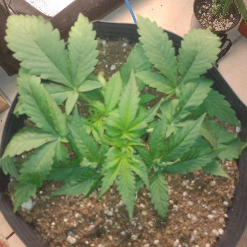 Auto BlackBerry Kush growlog timeline photo