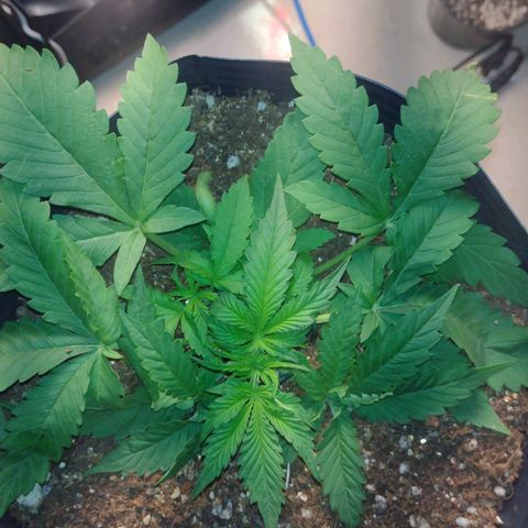 Auto BlackBerry Kush growlog timeline photo